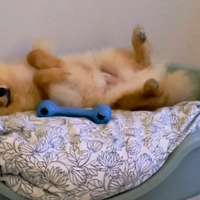 Spitz di Pomerania maschio 5 mesi - microchip e va