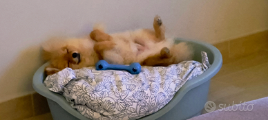 Spitz di Pomerania maschio 5 mesi - microchip e va