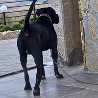 Cane corso maschio 2 anni