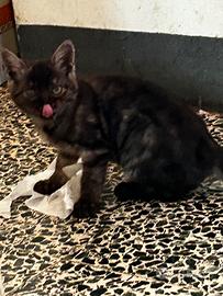 Gattino ? di 4 mesi