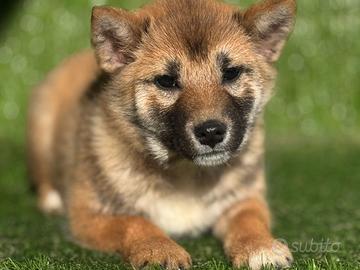 Shiba inu