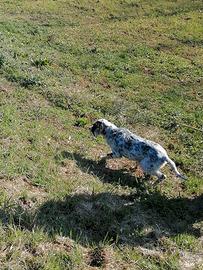 Setter inglese