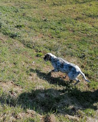 Setter inglese
