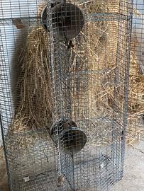 Gabbia di svezzamento conigli