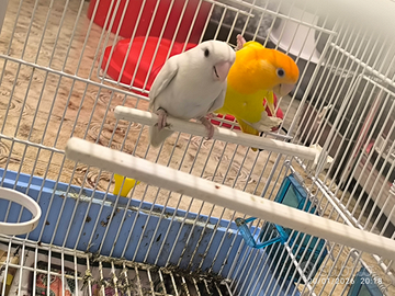 Coppie riproduttive di inseparabili sicure