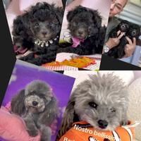 Barboncino grigio femmina e maschio