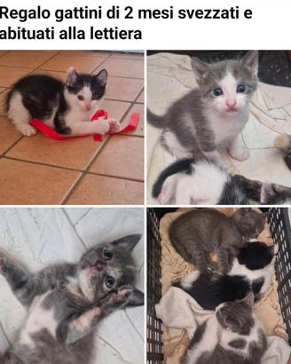 Gattini nati il 27 aprile