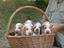 Immagine 4