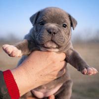 American Bully