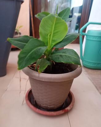 pianta di Musa banano