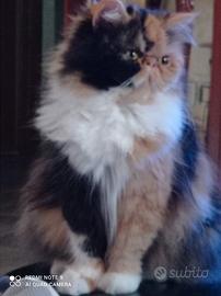 La gatta calico smarrita a Sinnai