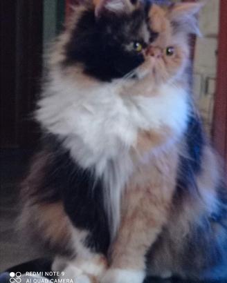 La gatta calico smarrita a Sinnai