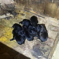 Disponibili cucciole di Cane Corso