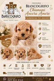 Barboncino Toy Albicocca