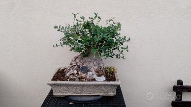 bonsai di ulivo
