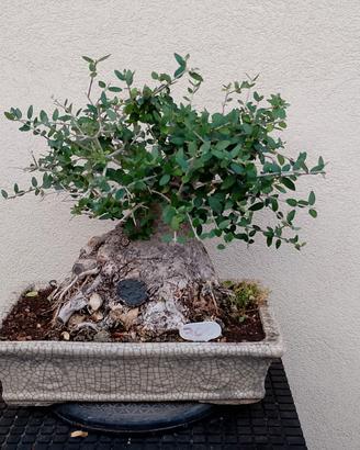 bonsai di ulivo