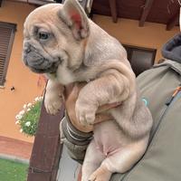 Bulldog francese