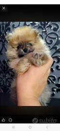 Cuccioli di pomerania