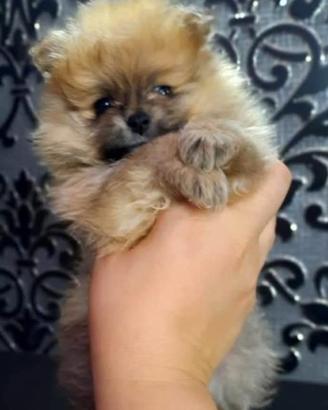 Cuccioli di pomerania