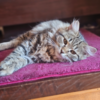 Cuccioli siberiani ipoallergenici