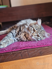 Cuccioli siberiani ipoallergenici