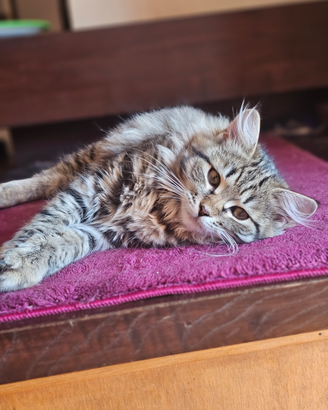Cuccioli siberiani ipoallergenici