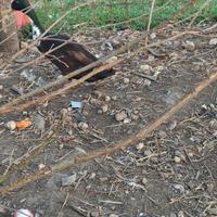 Anatre corritrici indiane