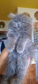 Gatto persiano blu