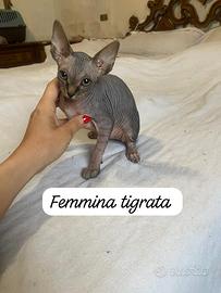 Cuccioli di gatto Sphynx