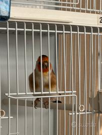 Major portatore bruno pastello