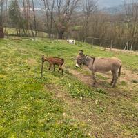Asino e capretta