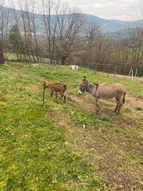 Asino e capretta