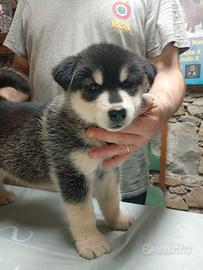 Cuccioli alaskan malamute