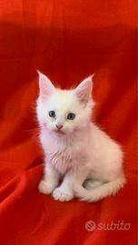 Maine Coon cucciolo con pedigree