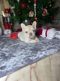 Cuccioli di bulldog francese lilac tan platinum