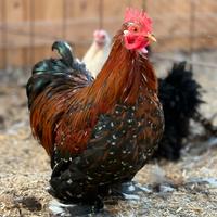 Concincine nane riccie