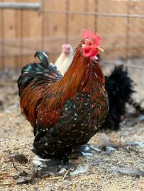 Concincine nane riccie