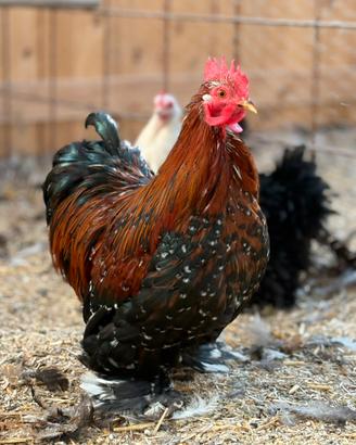 Concincine nane riccie