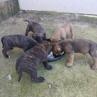 Cuccioli di cane corso disponibili