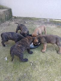 Cuccioli di cane corso disponibili