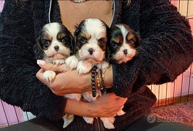 Cavalier king con Pedigree Enci e certificazioni