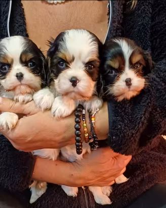 Cavalier king con Pedigree Enci e certificazioni