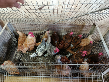 Galline sebright varie colorazioni