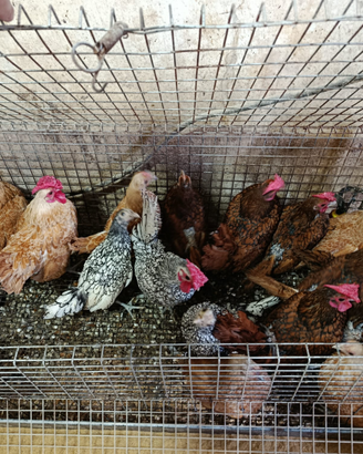 Galline sebright varie colorazioni