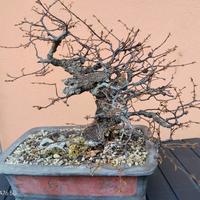 Bonsai Carpino