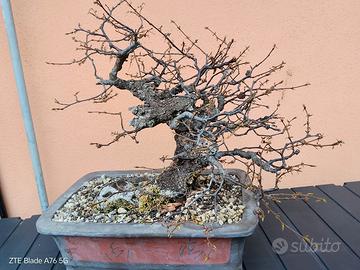 Bonsai Carpino