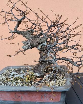 Bonsai Carpino
