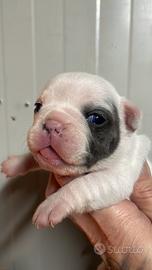 Bulldog francesi