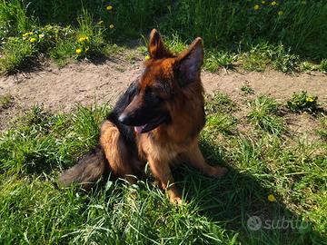 Cuccioli di razza pastore tedesco