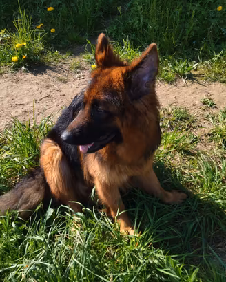 Cuccioli di razza pastore tedesco